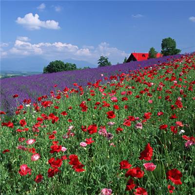 北京k10赛车下载app